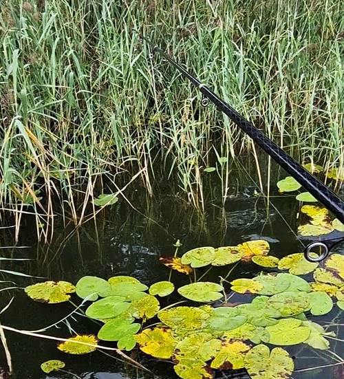 Top 10 Freshwater Fishing Rods of 2025